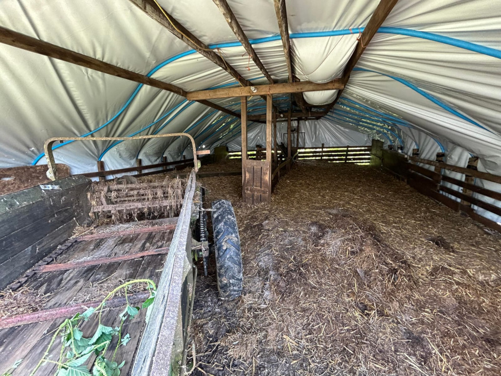 Interior of a simple, temporary animal shelter. It's a covered structure, likely made of wood and plastic sheeting, with a floor covered in straw or hay. An old, rusty piece of farm equipment, possibly a hay rake or similar, sits inside near the front. The overall impression is one of rustic functionality and temporary use for agricultural purposes.