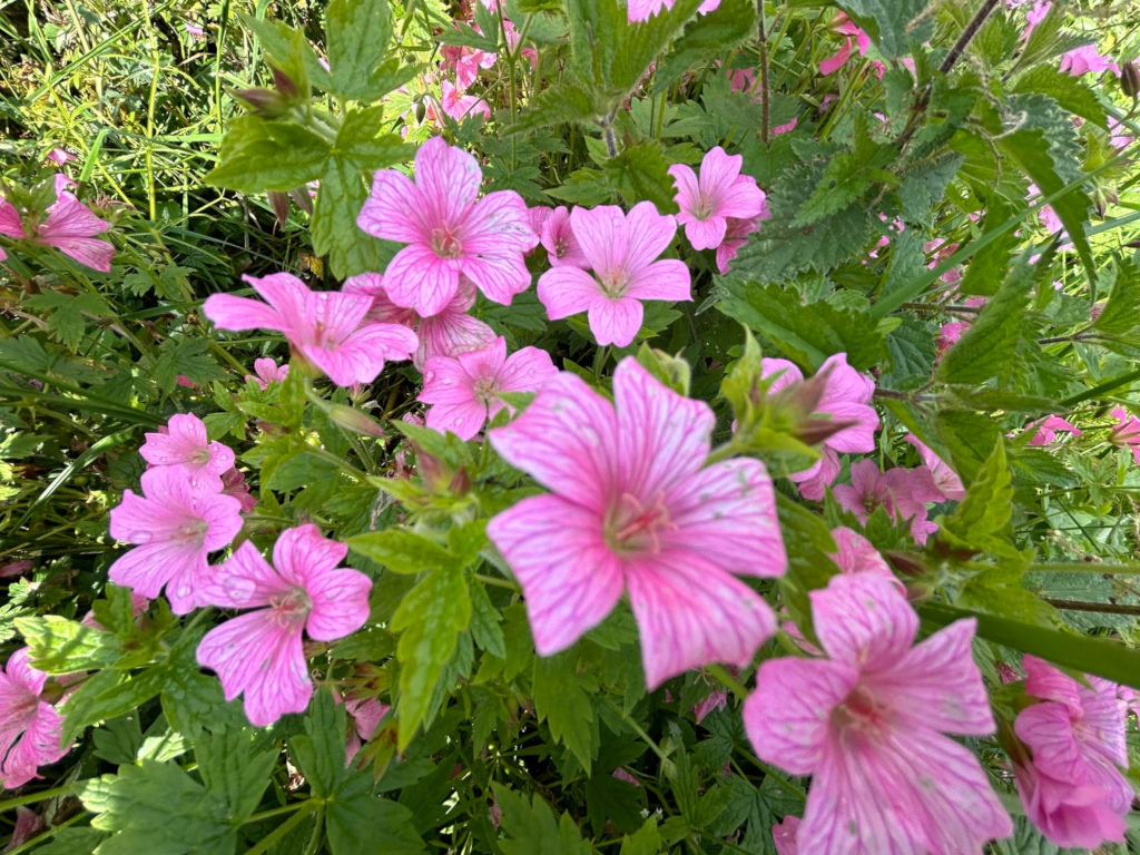Cluster of pink geranium flowers blooming amongst lush green foliage. The flowers are the focal point, exhibiting various stages of bloom, with some fully open and others still budding. The overall impression is one of natural beauty and vibrancy.