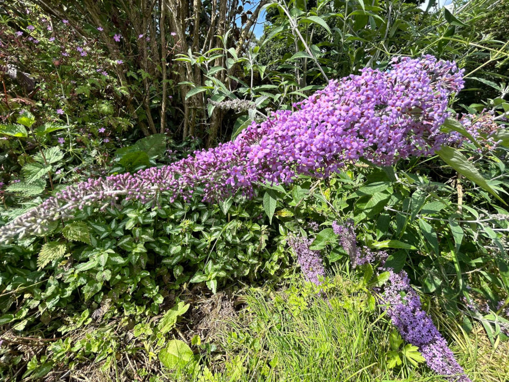 Long, vibrant purple Buddleja davidii (butterfly bush) flowering profusely. The bush is sprawling along the ground, partially obscuring other greenery, including smaller plants and grass. The overall setting appears to be a garden or naturalised area with a mix of different plants. The light suggests it's daytime, likely sunny.