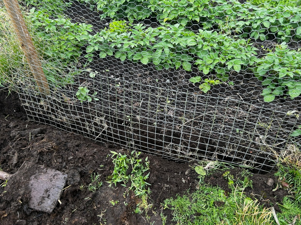 Section of a garden where a wire mesh fence has been partially installed. The fence is being placed along the edge of a freshly tilled section of soil, which appears dark and loose. Behind the fence, potato plants are growing well within a similar wire mesh enclosure. A portion of a garden shovel is visible in the lower left corner.