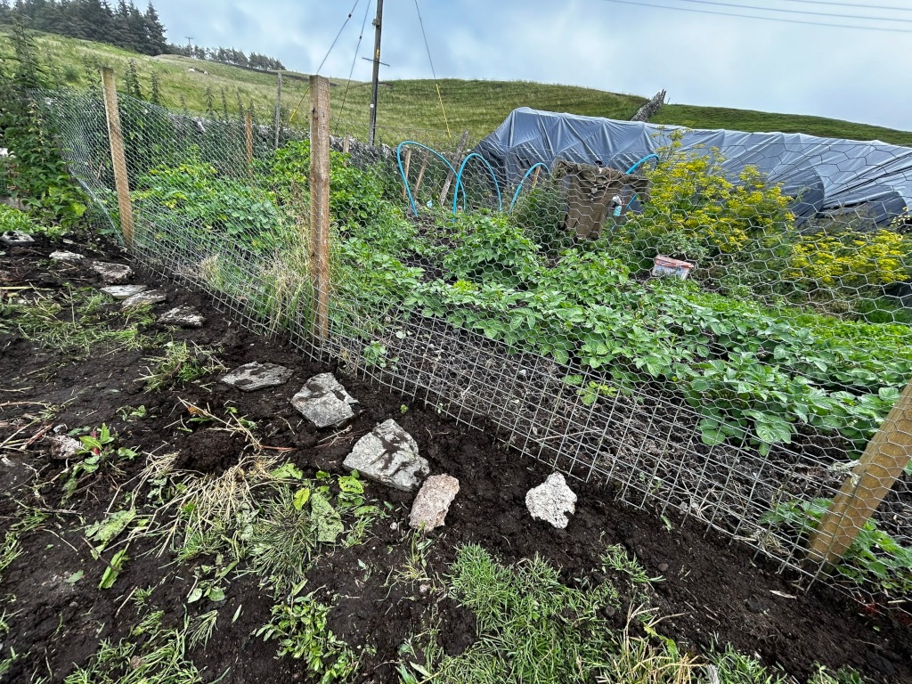 Section of a garden enclosed by wire mesh fencing. Inside the fence, potato plants are growing, and there’s a path made of flat stones outside the fence. A large tarp is visible in the background, possibly a temporary shelter. The overall setting appears to be rural.