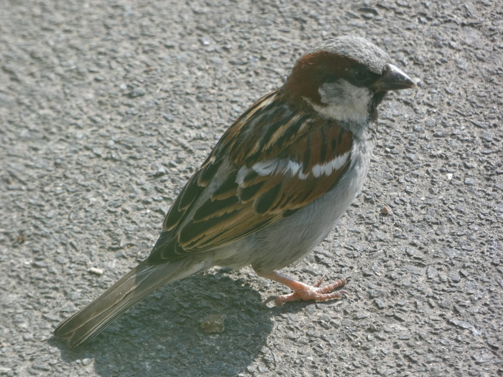 House sparrow perched on asphalt. The sparrow is predominantly brown and gray, with visible markings on its wings and back. The focus is sharp, and the background is a blurred grey asphalt surface.