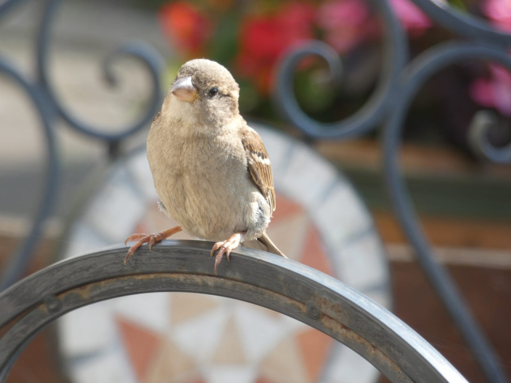 Small, fluffy brown bird, possibly a young house sparrow, perched on a dark grey metal ring or circular bar. The background is blurred but shows out-of-focus elements suggesting a garden setting with flowers and more wrought iron furniture. The bird is the clear focal point of the image.