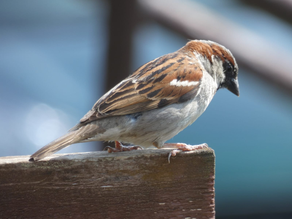 House sparrow perched on a wooden post. The sparrow is facing to the right of the frame, its head slightly bowed. The background is blurred, showing a teal colored wall. The focus is sharply on the bird.