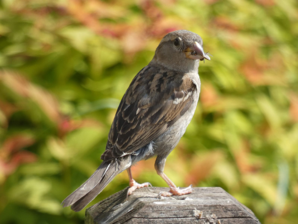House Sparrow ( Passer domesticus) perched on a weathered wooden post. The sparrow appears to be holding a small insect in its beak. The background is blurred but shows a vibrant array of yellow-green foliage, likely a garden or similar setting. The overall impression is one of a candid nature shot, focusing on a common bird in its natural environment.