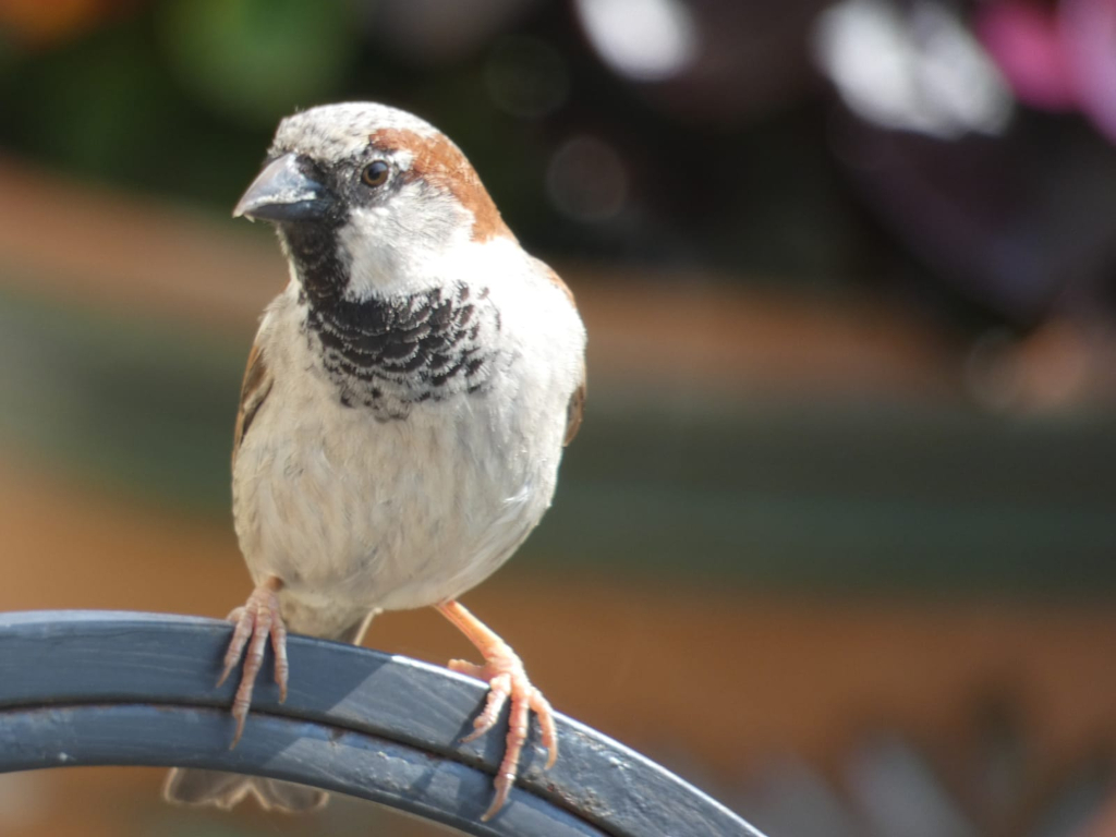 House sparrow perched on a dark grey metal railing. The bird is in sharp focus against a blurred, out-of-focus background of greenery and muted colors, suggesting an outdoor setting. The sparrow's plumage is clearly visible, showcasing its brown, white, and black markings. The overall impression is one of a candid moment captured in a natural setting.