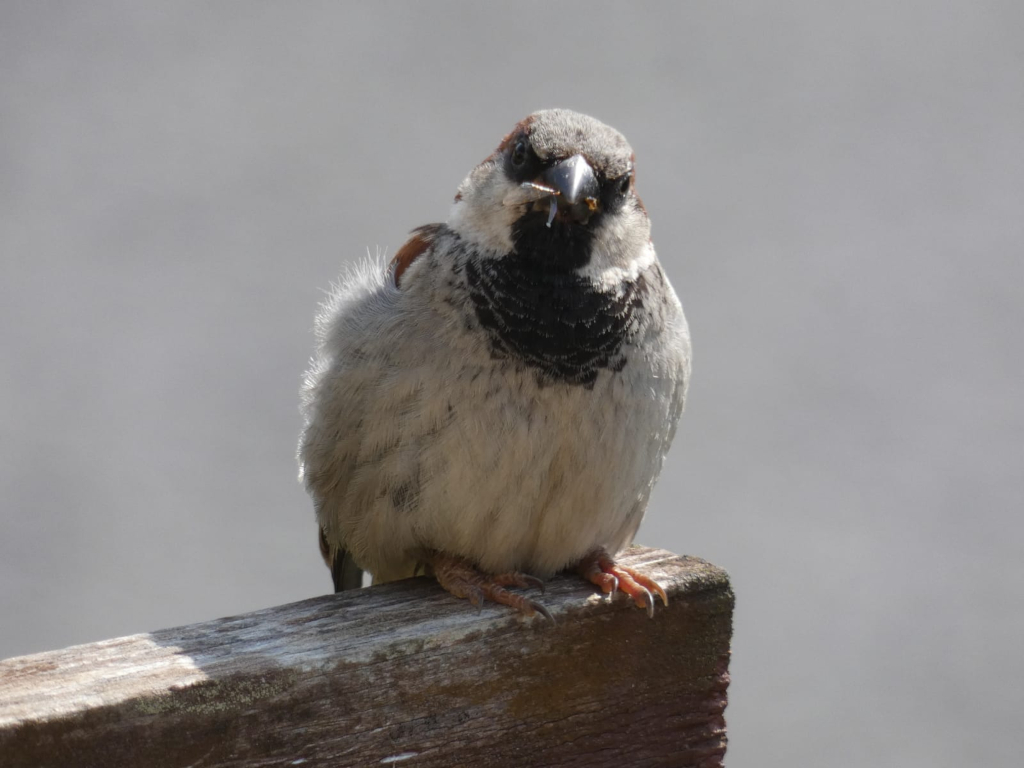 House sparrow perched on a weathered wooden post. The sparrow appears to be holding a small insect or piece of food in its beak. The background is a blurred, neutral gray. The focus is sharply on the bird.