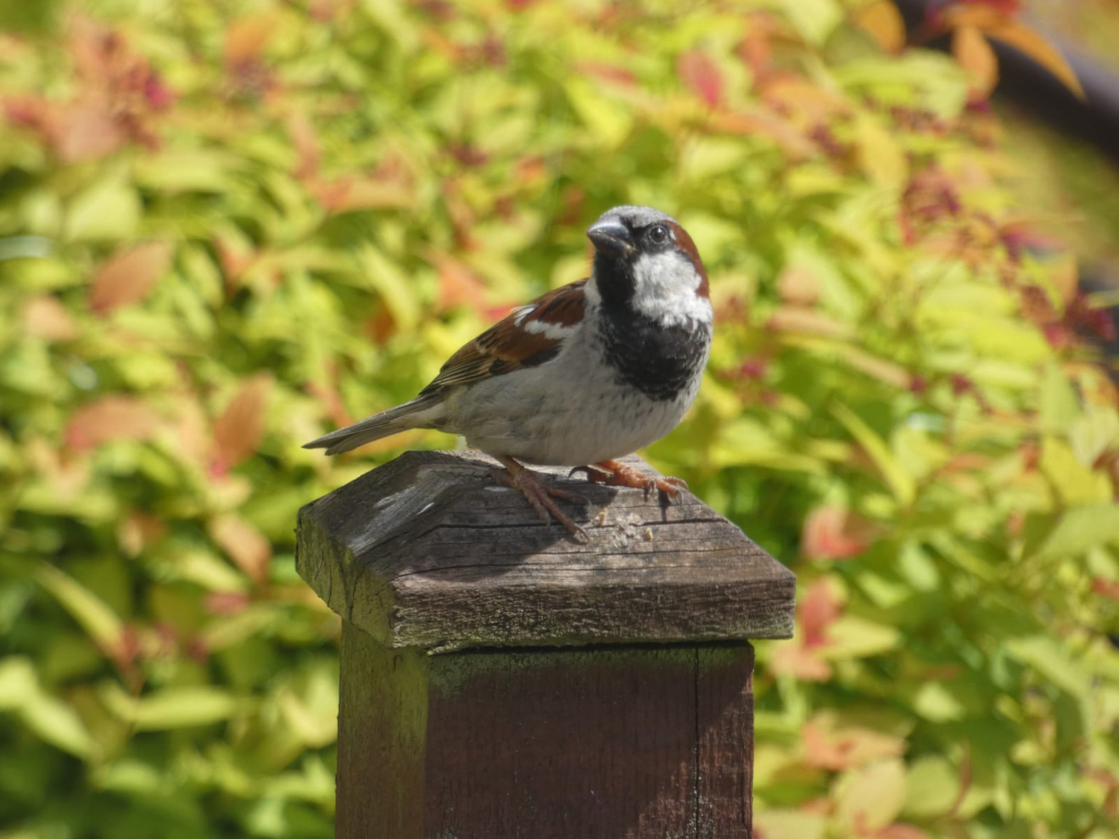 House sparrow perched on a weathered wooden post. The background is blurred, showcasing a vibrant array of yellow-green foliage. The sparrow is the focal point, sharply in focus against the softer background. The bird appears alert and is positioned slightly angled to the left of the frame.