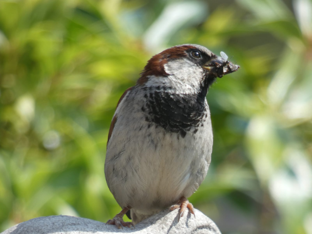 House sparrow perched on a stone surface. The bird is in profile view, facing to the right of the frame, and appears to be holding a small insect or fly in its beak. The background is blurred, but shows a bright green leafy environment.