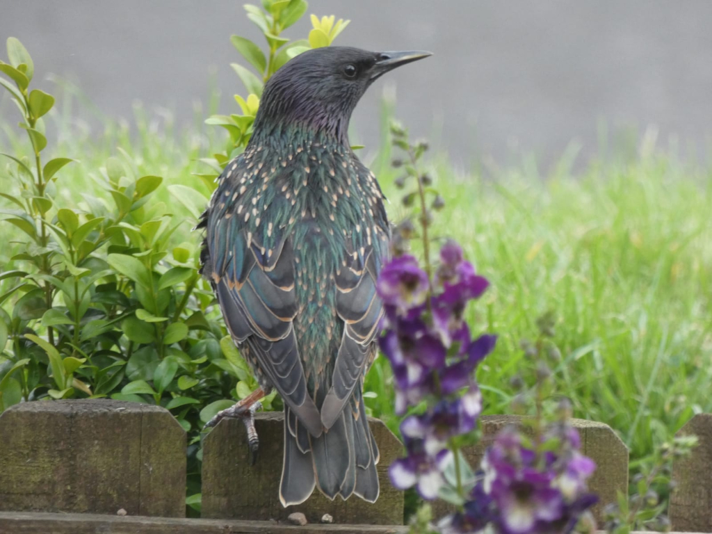European starling perched on a wooden fence. The starling is positioned slightly in profile, facing to the right of the frame. Its iridescent feathers display a mix of dark greens, blues, and purples. The background is soft-focused, showing lush green grass and some purple flowers (likely snapdragons) near the bird. A small green bush is partially visible behind and to the left of the starling. The overall setting appears to be a garden.