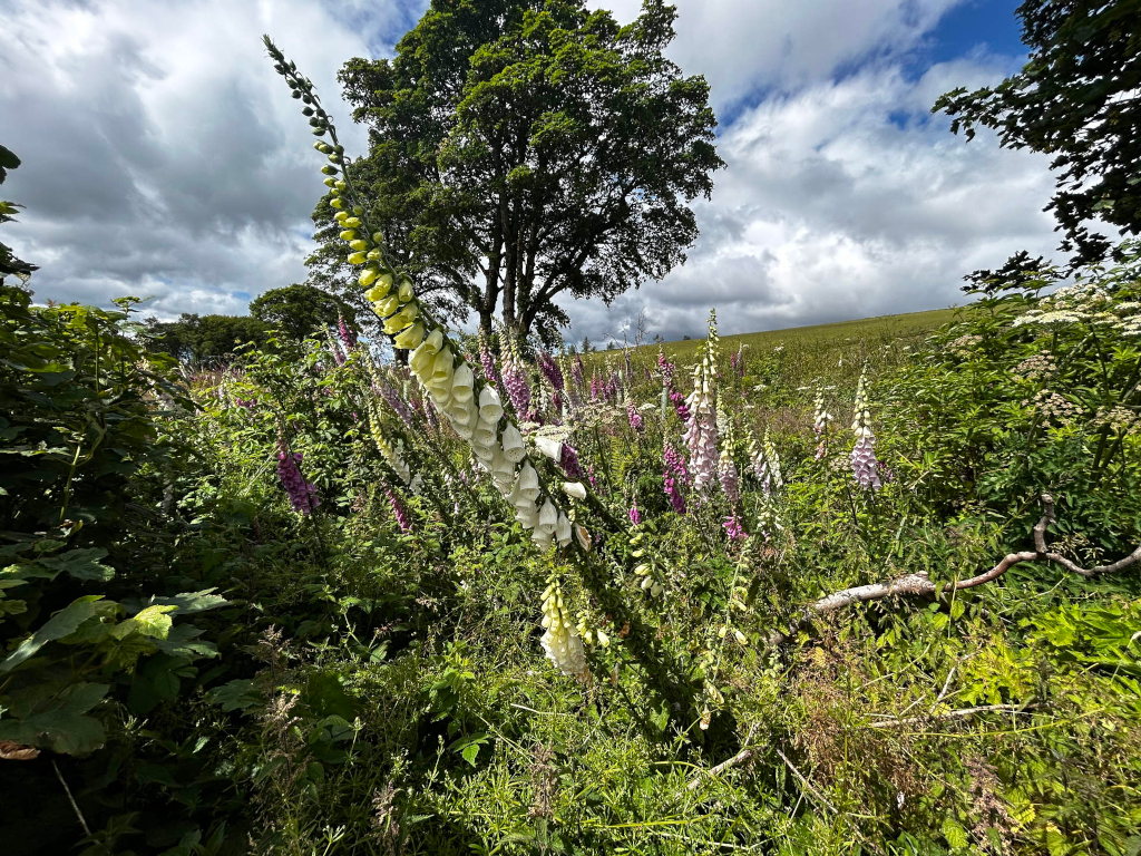 Vibrant cluster of foxglove flowers, predominantly in shades of purple and white, growing wild in a lush, verdant landscape. A large tree stands in the background, providing a contrast to the wildflowers in the foreground. The sky is partly cloudy, casting a dappled light on the scene. The overall feel is one of natural beauty and untamed growth.