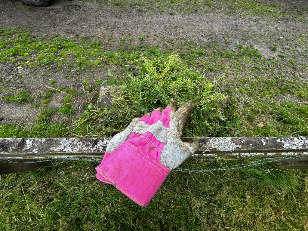 Pink gardening glove resting on a weathered wooden fence. The glove appears to have been used for weeding, as it's dirty and there's a clump of pulled weeds beside it. The setting is outdoors, in a grassy area.