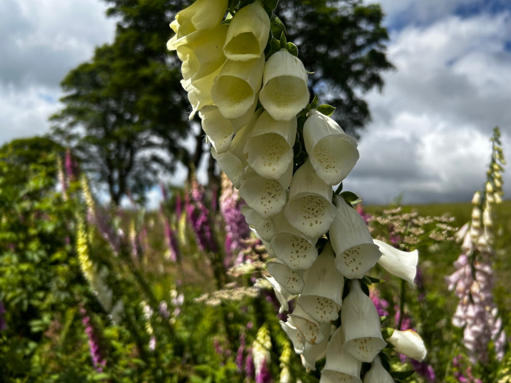 Close-up of a cluster of white foxglove flowers (Digitalis purpurea) hanging downwards. The flowers are sharply in focus, while the background is a softly-focused field of other foxgloves in various shades of purple and white, under a partly cloudy sky. A large tree is visible in the background to the left.