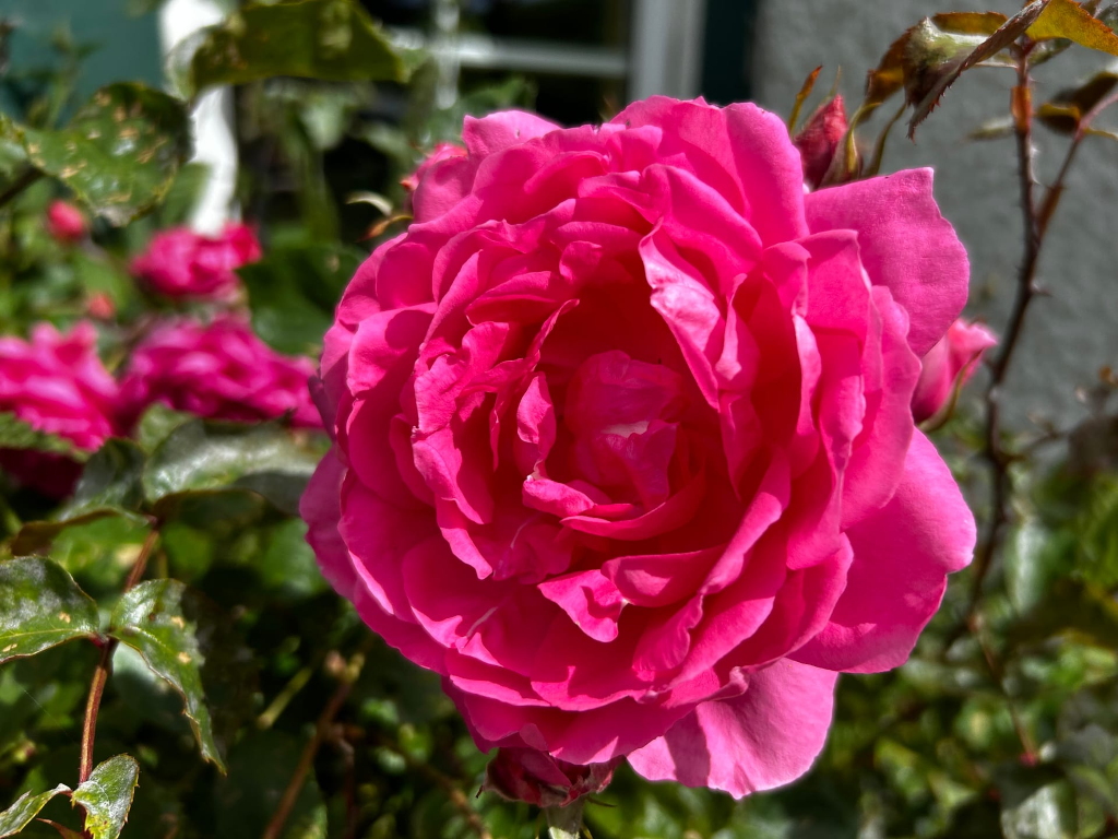 Vibrant, fully bloomed, hot pink rose in the foreground. The rose is densely petalled and takes up most of the frame. The background is softly blurred, showing more rosebuds and green foliage, suggesting a rose bush. The overall impression is one of beauty and the vibrancy of nature in bright sunlight.