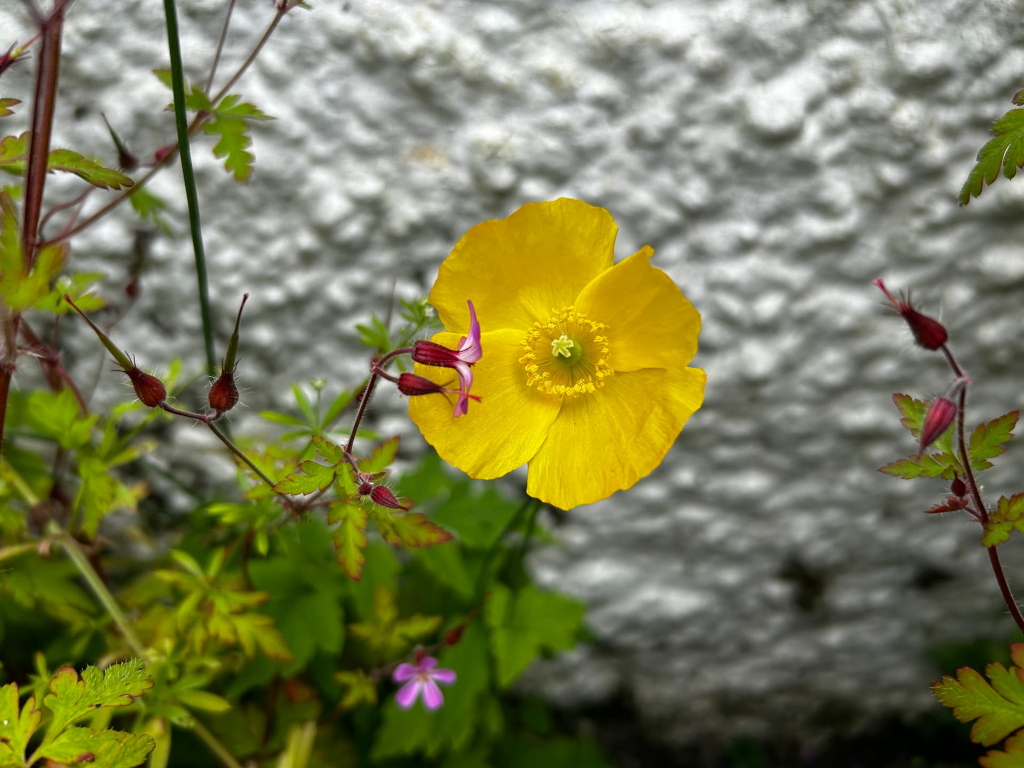 Vibrant yellow flower, possibly a Welsh poppy in full bloom. It's the central focus, sharply in focus against a blurred background of a textured grey wall and the plant's foliage. Smaller, unopened buds and a few small purple flowers are visible on the same plant, providing a contrast in color and size. The overall impression is one of simple, natural beauty.