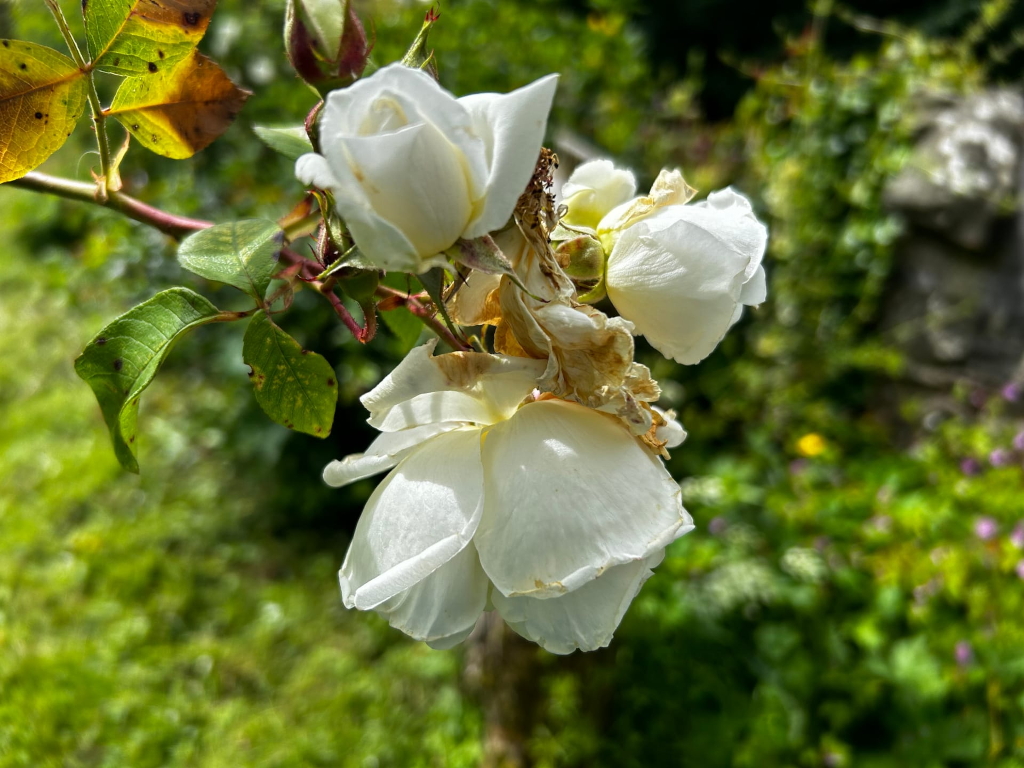 Close-up view of a cluster of white roses on a branch. The roses are in varying stages of bloom; some are fully open and fresh, while others appear wilted or past their prime, showing signs of browning and decay. The background is blurred but shows lush green foliage, suggesting a garden setting. The lighting suggests it's daytime, with sunlight illuminating the roses. The overall feeling is one of delicate beauty tinged with the natural process of decay and the passage of time.