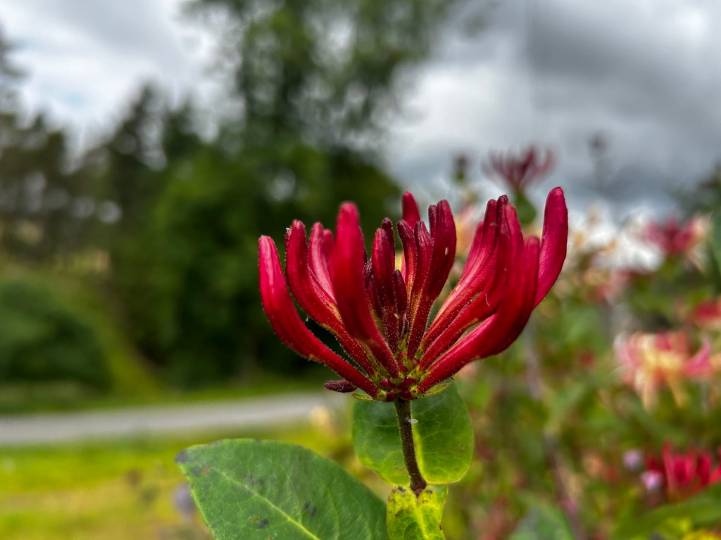 Close-up view of a single, vibrant red honeysuckle flower. The flower is sharply in focus, while the background is softly blurred, showcasing a green landscape under a slightly overcast sky. Other honeysuckle flowers, some red and some lighter in color, are visible in the out-of-focus background, suggesting a larger bush or garden.