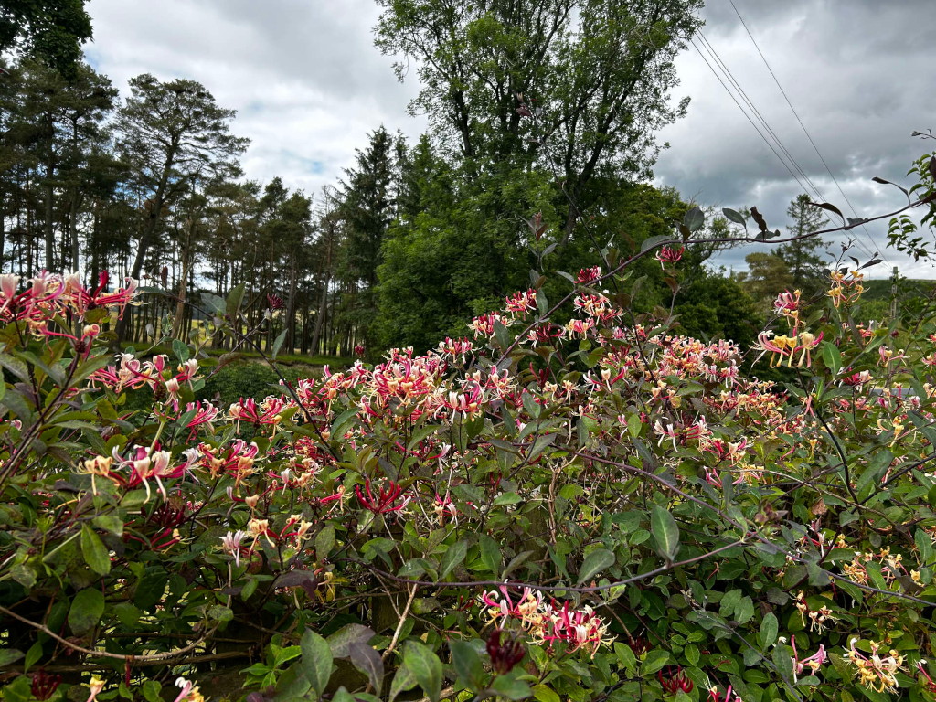 Vibrant, flowering honeysuckle vine in full bloom.  The blossoms are a mix of creamy yellow and deep pink/red, creating a striking contrast. The vine is densely packed with flowers and lush green leaves, growing along a fence or wall. In the background, a stand of pine trees and other deciduous trees are visible under a somewhat overcast sky.