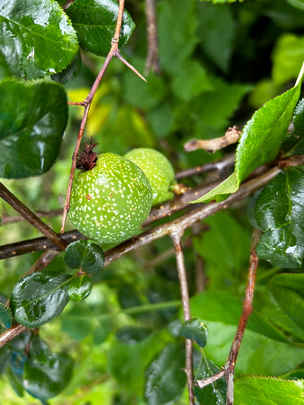 Two small, green, speckled fruits growing on a thorny branch. The fruits appear to be unripe. The branch is part of a larger bush with vibrant green leaves, some of which show water droplets. The overall impression is one of natural, verdant growth.