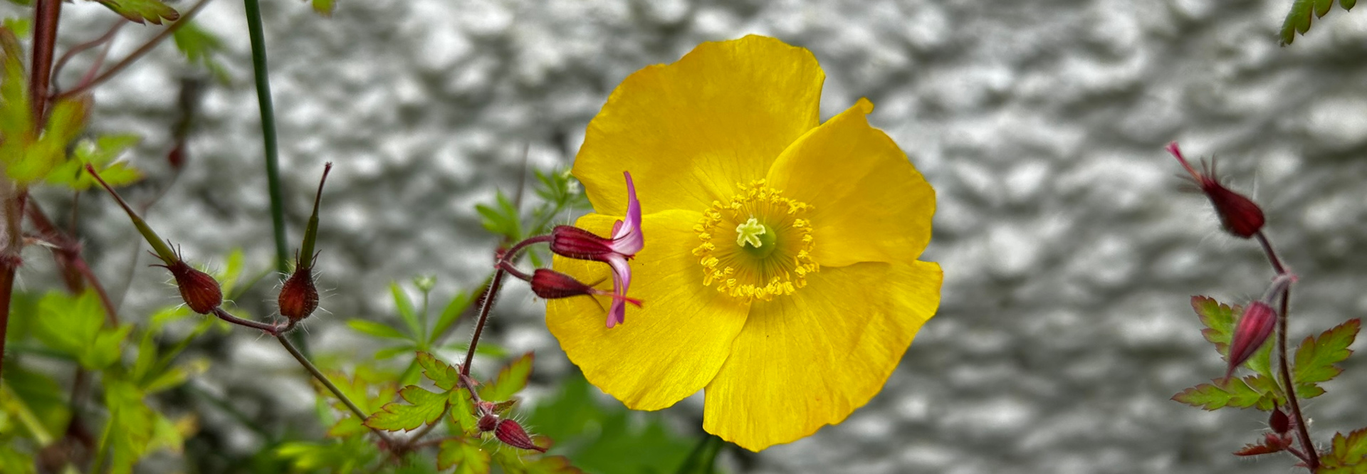 Vibrant yellow flower, possibly a type of poppy or buttercup, in sharp focus against a blurred grey background. The yellow flower is the central focus, with several smaller, unopened reddish-brown buds and a small pink flower visible on the same stem. The background is out of focus, suggesting a wall or textured surface. The overall impression is one of simple, natural beauty.