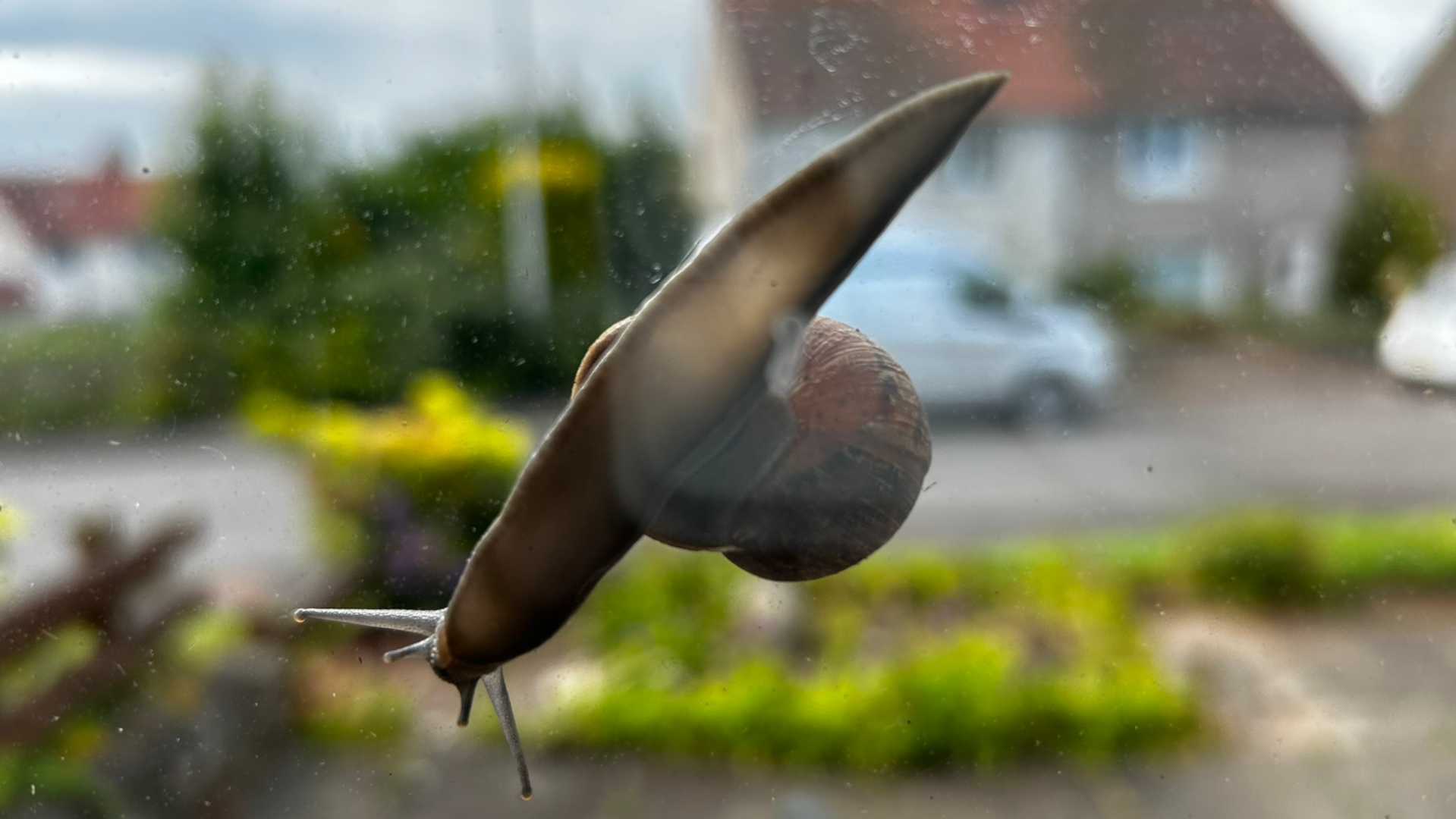 Snail clinging to a windowpane. The snail's shell is visible, and its body is extended, appearing to be in motion. The background is out of focus but shows a residential area with houses and greenery.