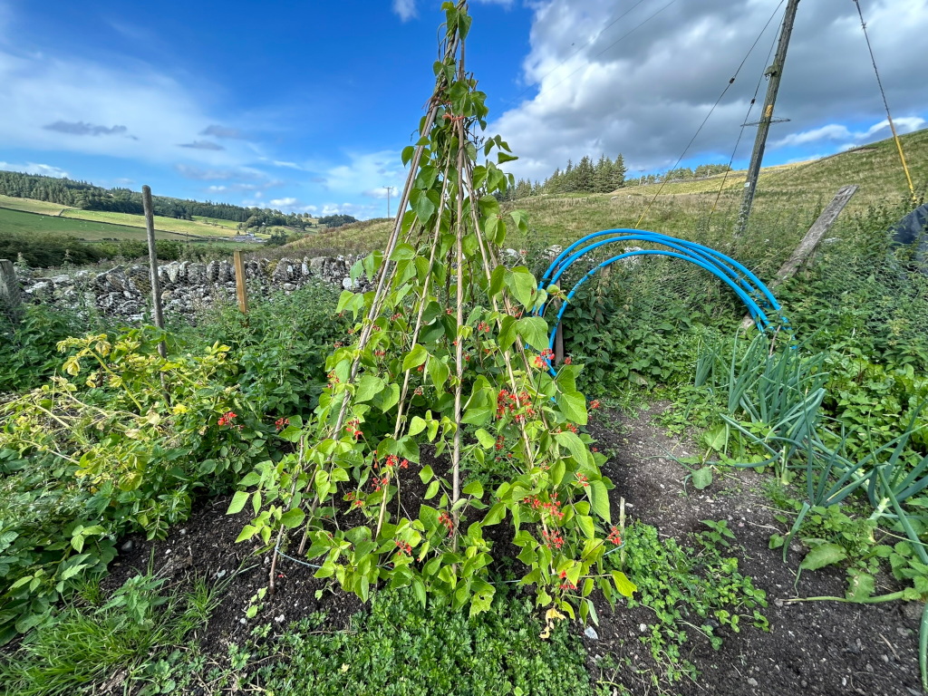 Thriving runner bean plant growing on a tepee-like support structure in a vegetable garden. The beans are laden with red flowers and developing pods. The garden also features other plants, including what appears to be another type of bean plant showing signs of distress, and some onions. The backdrop is a hilly, rural landscape under a partly cloudy blue sky. The overall impression is one of a productive, albeit somewhat rustic, home garden.