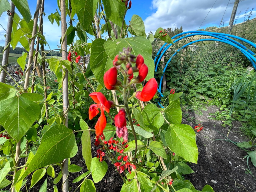 Close-up view of a runner bean plant laden with bright red flowers. The plant is supported by bamboo canes, and the background features other vegetation, a wire fence, and a section of blue piping forming an arch. The overall setting appears to be a garden or allotment. The bright sunlight and the vibrant colours of the flowers create a cheerful and somewhat idyllic scene.