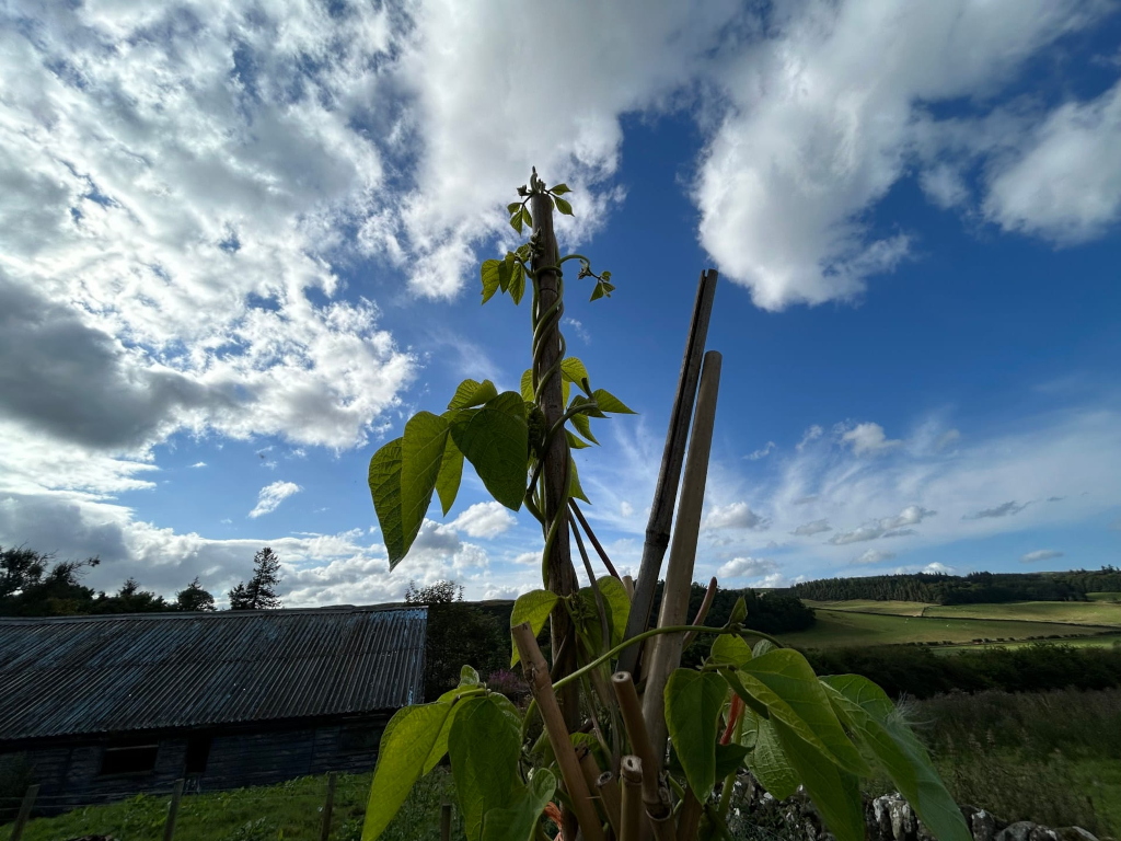 Climbing bean plant growing vigorously around a rustic support structure composed of several wooden poles. The plant’s vibrant green leaves contrast sharply against the blue sky dotted with fluffy white clouds. In the background, a weathered barn and rolling green hills create a pastoral setting. The overall impression is one of rural tranquility and the natural growth cycle.