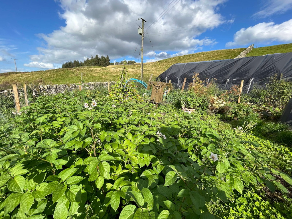 Thriving potato patch in a rustic garden setting. The potatoes are in full bloom, with lush green foliage and delicate white flowers. The garden is enclosed by a low stone wall and wire fencing. Behind the potato patch is a larger area with a variety of other plants and a black tarp-covered structure, possibly a greenhouse or storage area. A utility pole stands prominently in the background, and a hilly, rural landscape completes the scene under a partly sunny sky. The overall impression is one of a productive and charming home garden, suggestive of self-sufficiency and connection with nature. A piece of clothing hangs on a makeshift clothesline adding a touch of everyday life to the scene.