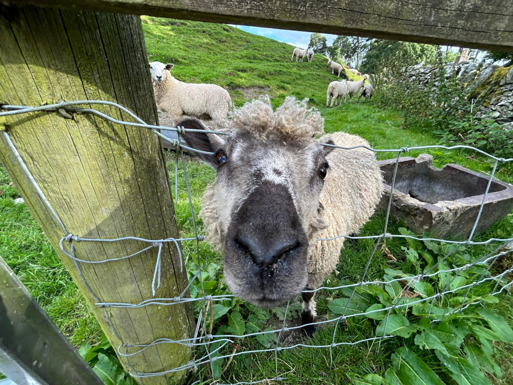Close-up view of a sheep's face, peering through a wire fence.  The sheep has dark gray/black facial features and light gray/white wool.  Several other sheep are visible in the background, grazing on a grassy hillside, suggesting a pastoral farm setting. A stone trough or feeder is also partially visible in the foreground. The overall image evokes a sense of rural life and a playful encounter with farm animals.