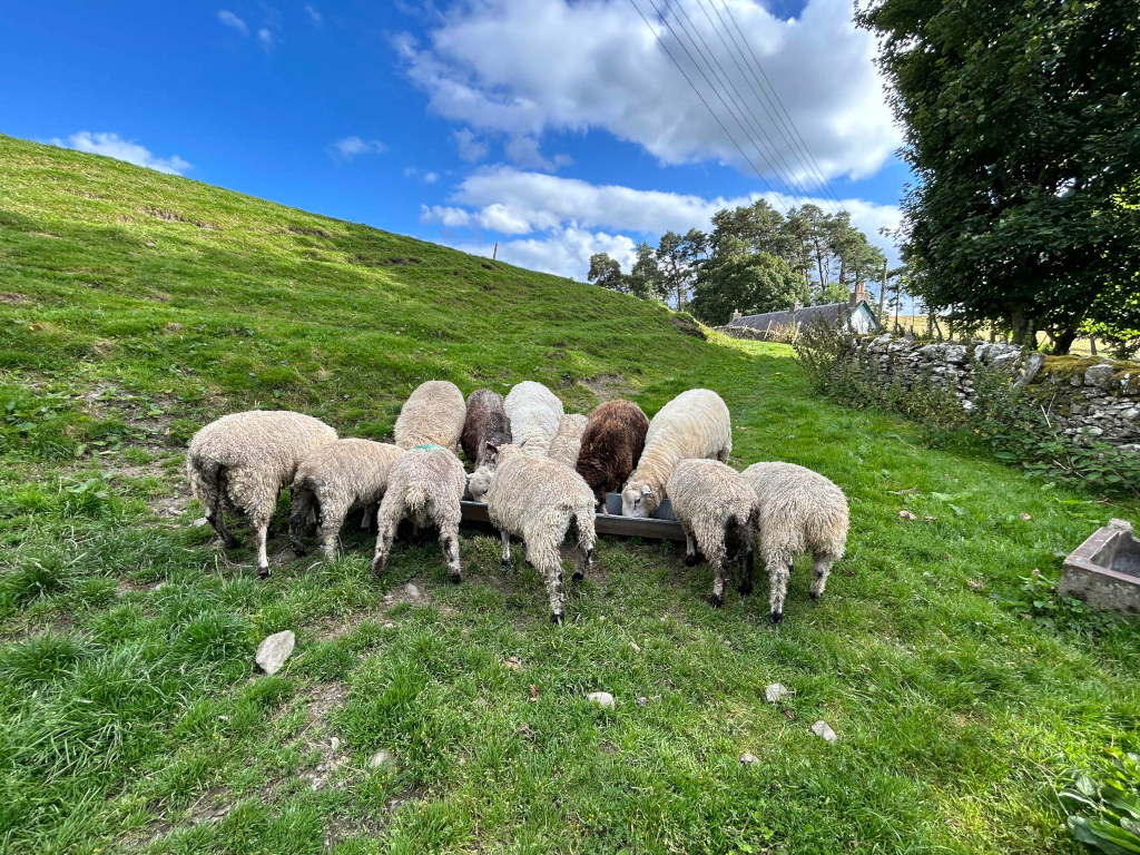 Flock of sheep, varying in shades of white and brown, are gathered around a metallic trough, presumably for feeding. They are situated on a grassy hillside, with a stone wall and a small building visible in the background under a partly cloudy sky.