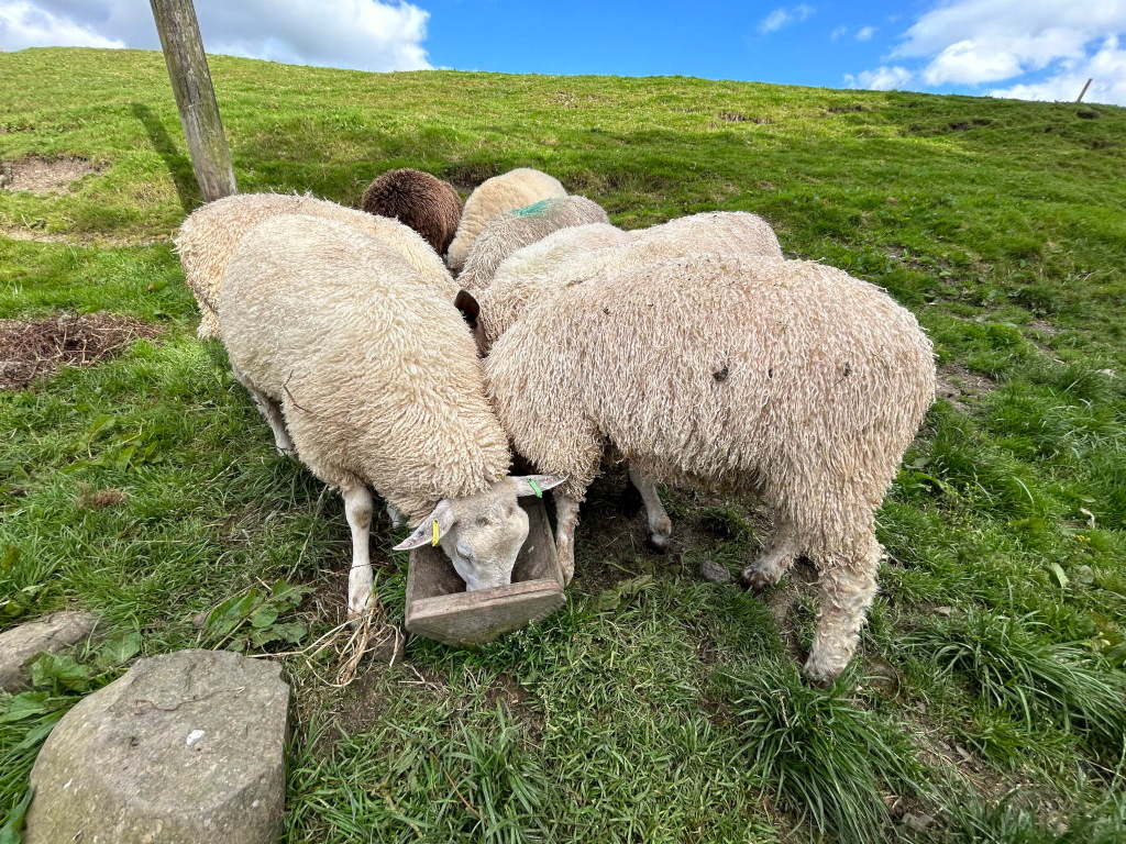 Flock of sheep grazing on a grassy hillside. Several sheep are clustered together, feeding from a simple wooden trough. The sheep are predominantly light-coloured, with fluffy wool. The setting is idyllic, with a bright blue sky and lush green grass.