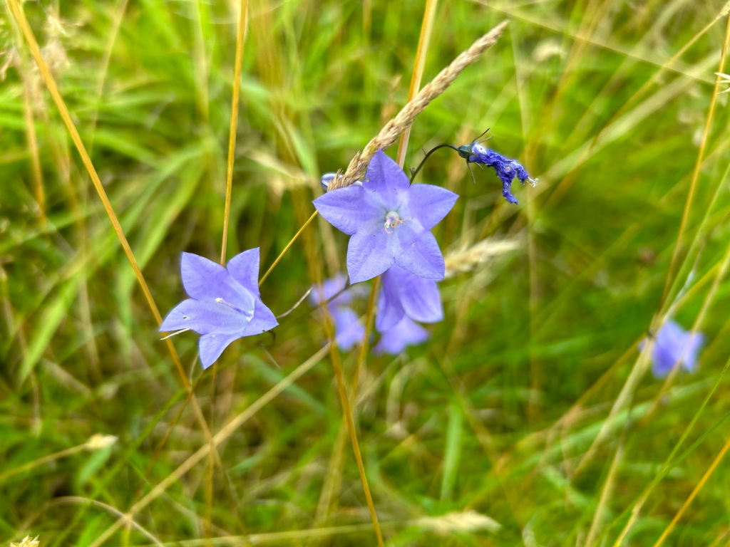 Three delicate, light purple bell-shaped flowers, likely Harebells (Campanula rotundifolia), emerging from a field of tall, slender, golden-green grasses. One flower is slightly wilted and drooping. The focus is sharpest on the two central flowers, while the background is softly blurred, creating a shallow depth of field that emphasises the blossoms.