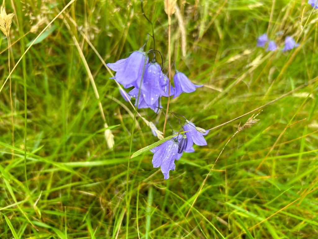 Several delicate, light purple bell-shaped flowers nestled amidst tall, vibrant green grasses. The flowers appear to be slightly damp, suggesting recent rainfall. 