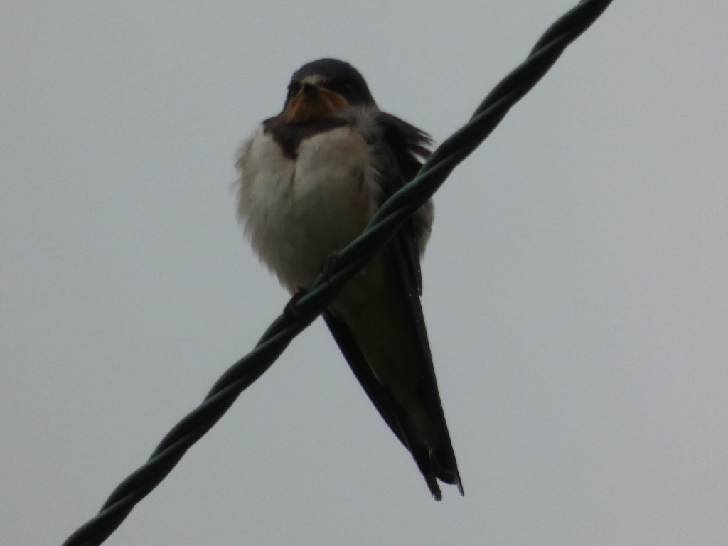 Single barn swallow perched on a wire against a muted gray sky. The bird is predominantly black and white, with its feathers slightly ruffled. Its beak is open slightly. The overall mood is quiet and somewhat solitary.