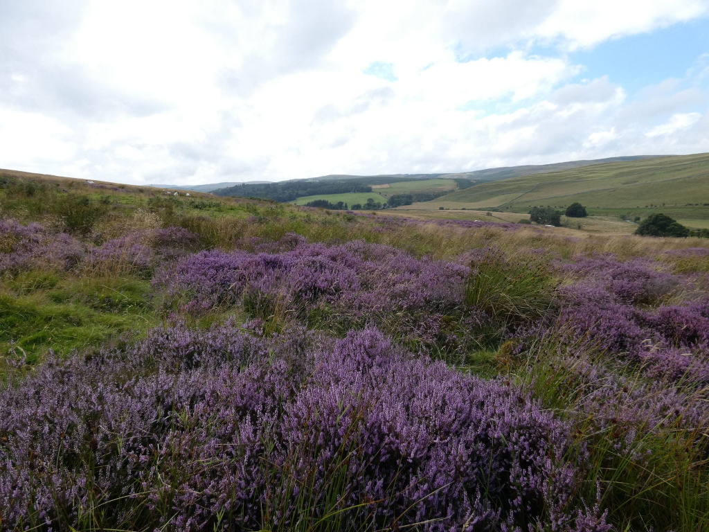 Landscape dominated by a vast expanse of purple heather blooming in the foreground. The heather is interspersed with patches of green grass and taller grasses. In the mid-ground and background, rolling green hills extend to the horizon under a partly cloudy sky. The overall impression is one of a tranquil, rural scene in a hilly region possibly in the UK, suggesting a moorland or heath land environment.