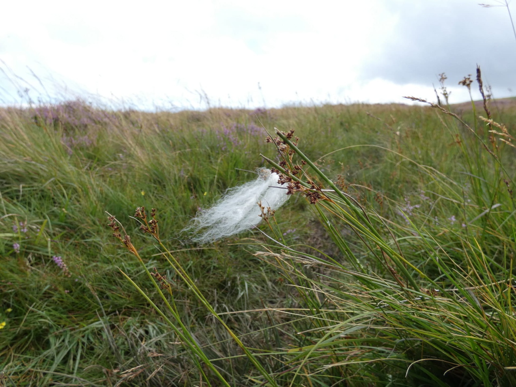 Close-up view of a grassy landscape, with a focus on several plants with brown seed heads and one plant exhibiting a fluffy, white seed head. The background is a gently sloping field of tall grasses and interspersed with patches of low-lying purple flowers. The overall impression is one of a natural, untamed wildflower meadow. The sky is overcast, suggesting a somewhat subdued lighting condition.