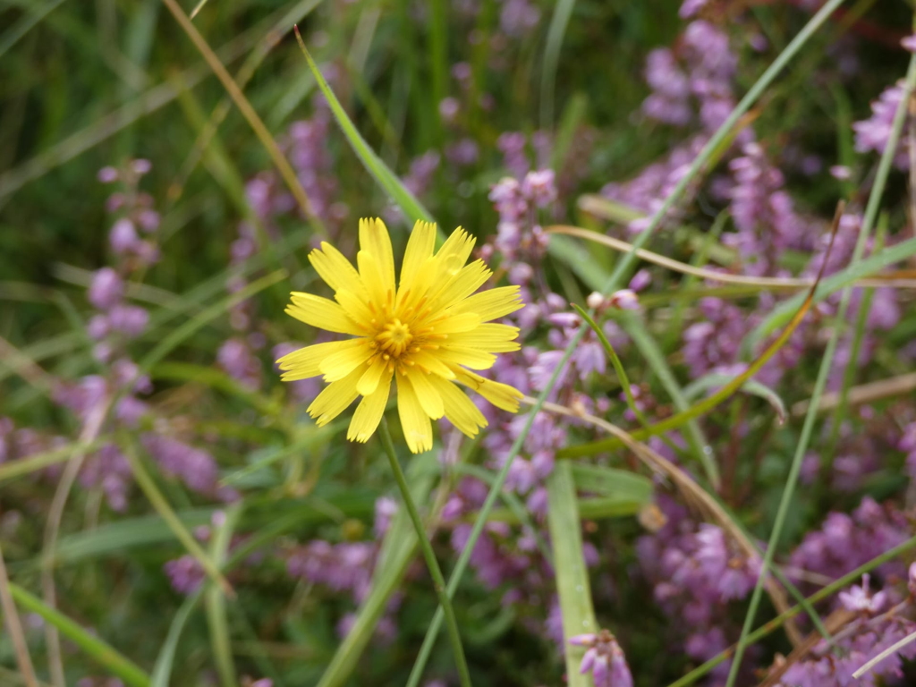 Single, bright yellow flower, possibly a type of dandelion or similar species, in sharp focus against a blurred background. The background consists of numerous smaller, pale purple flowers and tall grasses, creating a bokeh effect that emphasises the central yellow bloom. The overall impression is one of a peaceful, natural setting, highlighting the contrast between the vibrant yellow of the main flower and the softer purple hues of the surrounding flora.