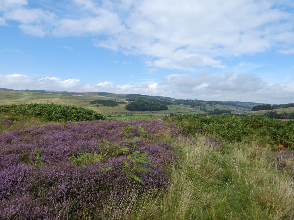 Picturesque landscape under a partly cloudy sky.  The foreground is dominated by a swathe of purple heather interspersed with green ferns and tall grasses. Beyond this, rolling hills stretch into the middle distance, showing varied shades of green vegetation. In the far distance, a line of trees is visible, adding depth to the view. The overall scene evokes a sense of tranquil natural beauty.