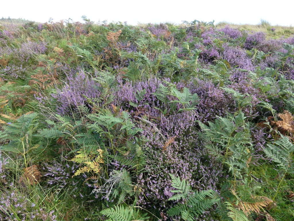 Hillside densely covered with a mixture of purple heather and green ferns. The heather is abundant, forming large patches of colour, while the ferns are interspersed throughout, creating a textured landscape. The overall color palette is muted greens and purples, with touches of brown in some of the dried ferns. The setting appears to be a natural, uncultivated area, perhaps moorland or heath land.