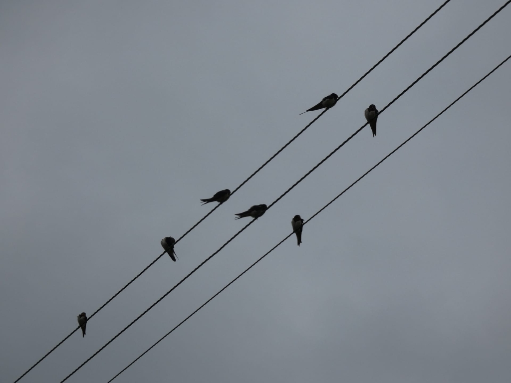 Seven birds, likely swallows, perched on three parallel power lines against a muted gray sky. The birds are silhouetted, appearing dark against the lighter background. The overall impression is one of simple, quiet observation of nature.