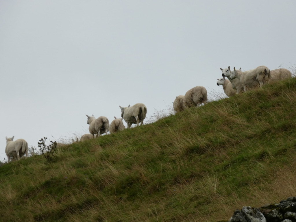 Flock of sheep is ascending a grassy hill under a cloudy sky. The sheep are white and appear to be moving in a somewhat single-file manner. The scene is pastoral and simple.