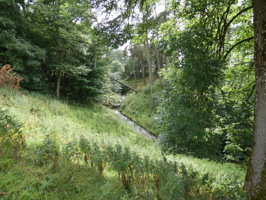 Lush green valley with a small stream running through it. The stream is nestled between verdant hillsides densely covered with trees and vegetation. The overall impression is one of serenity and natural beauty, typical of a woodland scene.