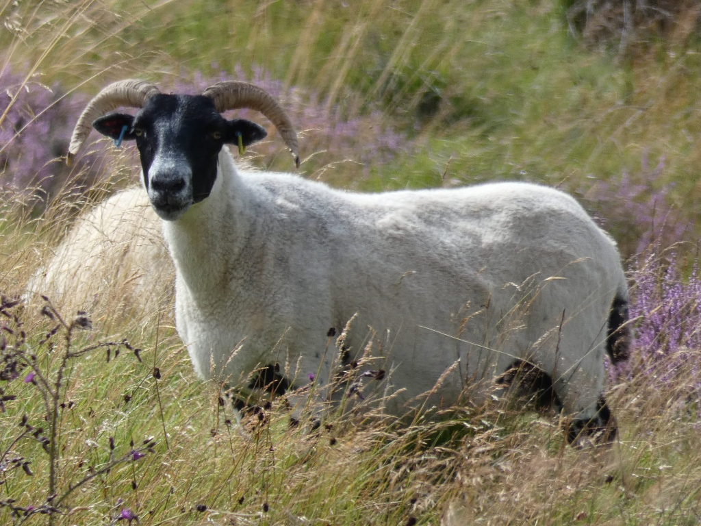 Ram, predominantly white with a black head and legs, standing in tall, dry grass. The ram has curved horns and appears to be wearing ear tags. Patches of purple wildflowers are visible in the background and around the ram. The overall setting appears to be a field or moorland.