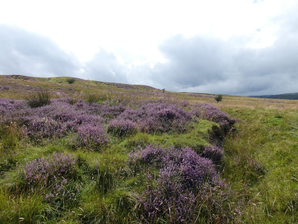 Gently sloping hillside covered in a mixture of purple heather and green grasses.  The heather is clustered in patches, interspersed with the taller grasses. A lone tree stands near the middle-ground on the hill. The sky is overcast with a mix of light gray and darker clouds. The overall impression is one of a tranquil, natural landscape, possibly in a moorland or upland area.