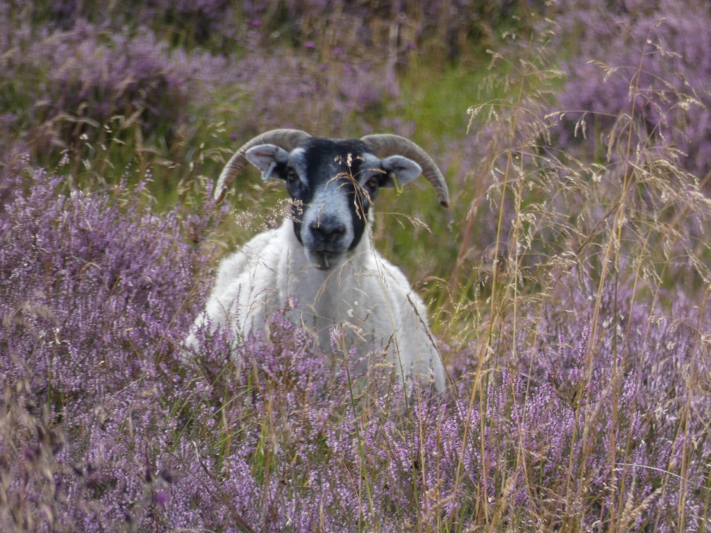 Black and white sheep, partially hidden within a field of purple heather. The sheep is looking directly at the camera. The heather and tall grasses surround the sheep, creating a natural, somewhat secluded setting.