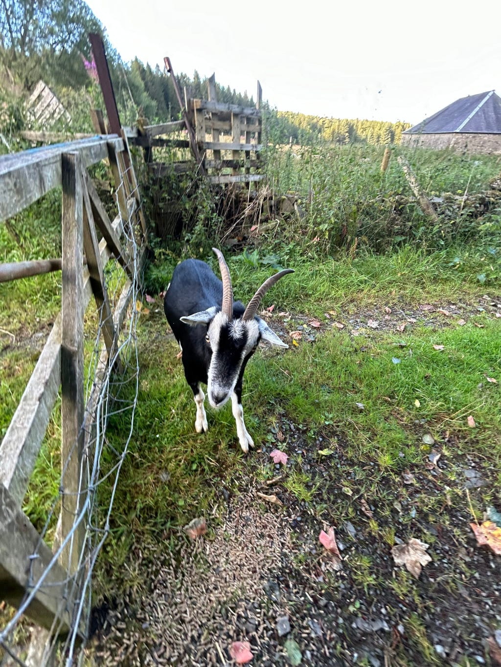 Black and white goat standing in a grassy area near a wooden fence. The goat is looking directly at the camera. The background includes a rustic wooden fence, some overgrown vegetation, and a stone building in the distance, suggesting a rural or farm setting. 