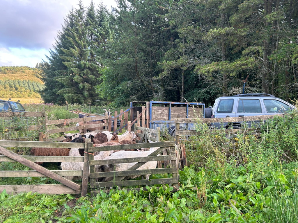 Flock of sheep penned in a wooden enclosure next to a silver SUV and a trailer.  The setting appears to be a rural area with a wooded backdrop. The overall impression is one of farm work or livestock management.