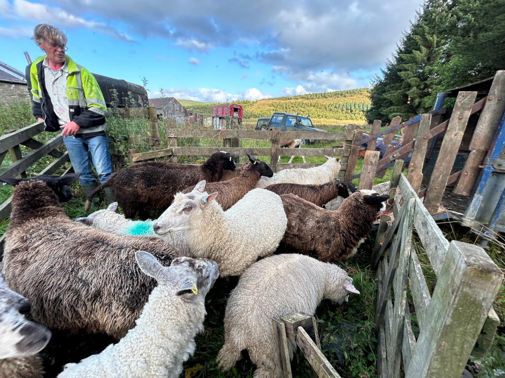 Charlie in a high-visibility jacket overseeing a flock of sheep that are being herded into a temporary enclosure made of wooden panels. The sheep are a mix of colors, predominantly black and white. The setting appears to be a rural farm, with farm buildings and a vehicle visible in the background.