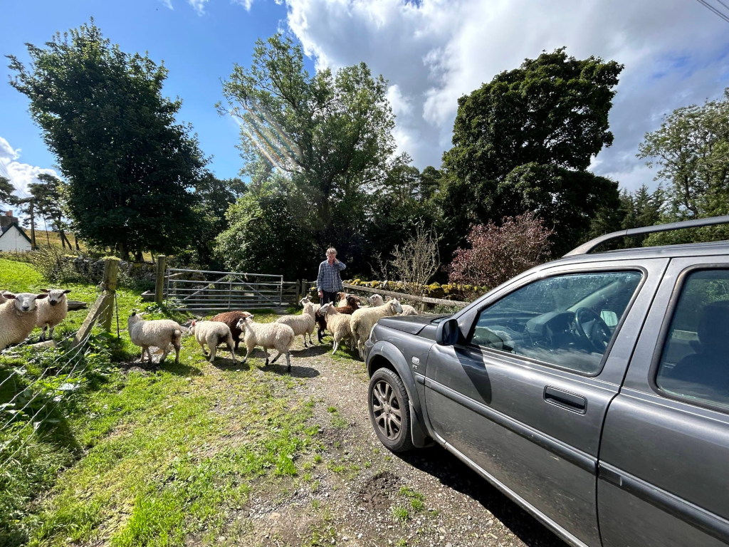Flock of sheep being guided by Charlie across a farmyard towards a grey Land Rover. The setting appears to be rural, with trees and a stone fence in the background. The sun is shining, and the overall mood is peaceful and slightly humorous due to the juxtaposition of the sheep and the modern vehicle.